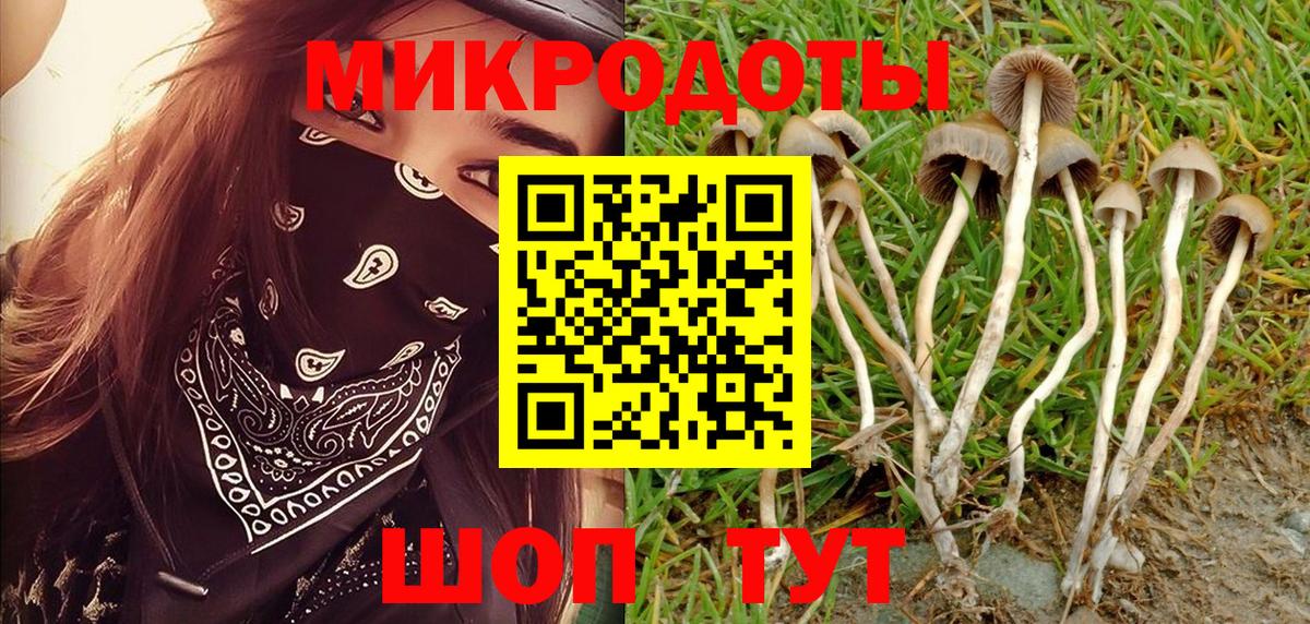 Галлюциногенные грибы Psilocybine cubensis Чебоксары